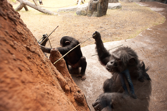 Chimps Houston Zoo